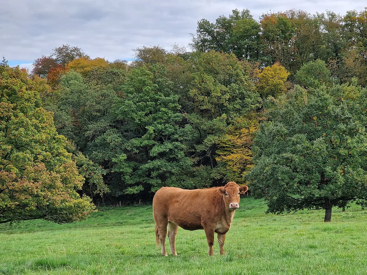 Cows grazing on green pasture for grass fed desi ghee